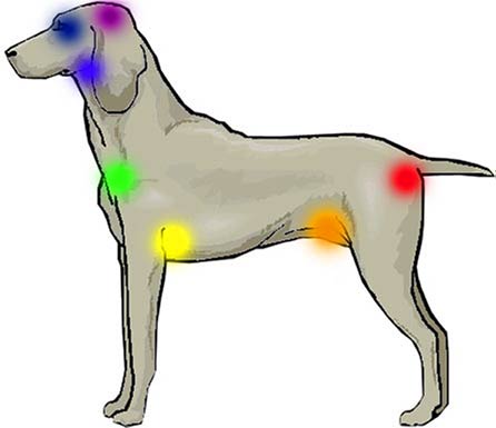 The Canine Chakra System