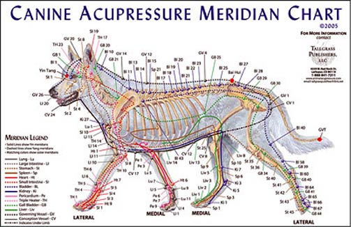 Canine Meridian Chart