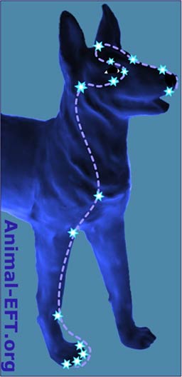 Canine Meridian Tapping